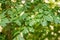 Elm tree branch with leaf gall bumps from parasite insect infestation