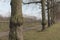 Elm tree. Burl growth on tree trunks