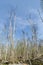 Elm trees damaged by the dutch elm disease in a bright swedish forest by springtime