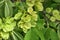 Elm Ulmus twig with leaves and flower