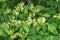 Elm Ulmus twig with leaves and flower