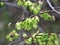 Elm (Ulmus) twig with leaves and flower