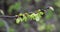 Elm (Ulmus) twig with leaves and flower