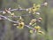 Elm (Ulmus) twig with leaves and flower