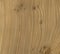 Elm Wood Texture