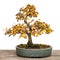 Elm Zelkova nire as bonsai tree