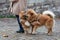 Elo dog and a German Miniature Spitz playing outdoor