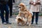 Elo dog and a German Miniature Spitz playing outdoor