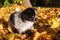 Elo puppies in autumn leaves
