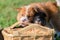 Elo puppies gnaw at a basket