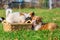 Elo puppies gnaw at a basket