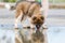 Elo puppy stands beside a puddle and licking at the water