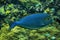 Elongate surgeonfish, blue-lined surgeonfish Acanthurus mata.