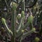 Elongated long cactus close up, tropical plant