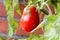 Elongated Red carnica tomato hanging on vine