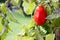 Elongated Red carnica tomato hanging on vine