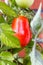 Elongated Red carnica tomato hanging on vine