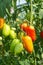 Elongated tomato fruits in greenhouse