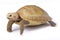 Elongated tortoise, Indotestudo elongata