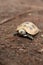 Elongated tortoise in the nature, Indotestudo elongata