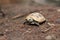 Elongated tortoise in the nature, Indotestudo elongata