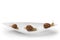 On an elongated white plate in the shape of a boat, three live snails are sitting, concept, on a white background