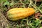 Elongated yellow and light green ornamental gourd surrounded with grass and other plants planted in local urban garden