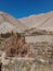 Elqui Valley in northern Chile. Wine Grape Farmland