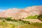 Elqui Valley Vines