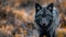 An elusive black wolf roams the majestic wilderness of Banff\\\'s Lake Louise, its piercing gaze capturing the essence of the