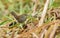 An elusive Cetti`s Warbler Cettia cetti feeding in a reed bed.