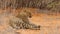Elusive leopard rests and wakes up in red kalahari sand and looks into camera