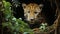 Elusive Majesty: Leopard in the Enchanted Forest