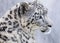The Elusive Snow Leopard