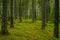 Elvish pine and fir forest in Sweden