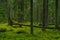 Elvish pine and fir forest in Sweden with fallen trees covered with moss