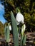Elwes\\\'s snowdrop or greater snowdrop (galanthus elwesii) with globose, white, pendulous flowers in spring in the