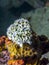 Elysia crispata,lettuce sea slug,colorfu