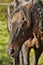 Emaciated brown horse on green grass