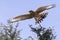 emale Pale Chanting Goshawk sitting in a tree against blue Kalahari sky