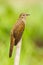 Emale Plaintive Cuckoo