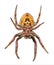 Emale Tropical orb weaver spider - Eriophora ravilla - isolated cutout on white background.  View from ventral