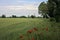 Embankment with poppies next to a field bordered by a forest on a cloudy day in the italian countryside