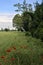 Embankment with poppies next to a field bordered by a forest on a cloudy day in the italian countryside