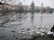 Embankment of the Vltava River. swans, seagulls. Prague.