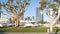 Embarcadero marina park, big coral trees near USS Midway and Convention Center, Seaport Village, San Diego, California