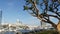 Embarcadero marina park, big coral trees near USS Midway and Convention Center, Seaport Village, San Diego, California