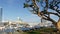 Embarcadero marina park, big coral trees near USS Midway and Convention Center, Seaport Village, San Diego, California USA. Luxury
