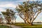 Embarcadero Park North Pathway with Coral Trees