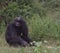 Embarrassed chimpanzee sitting and face palms striking funny pose in the wild forest floor of the Ol Pejeta Conservancy, Kenya